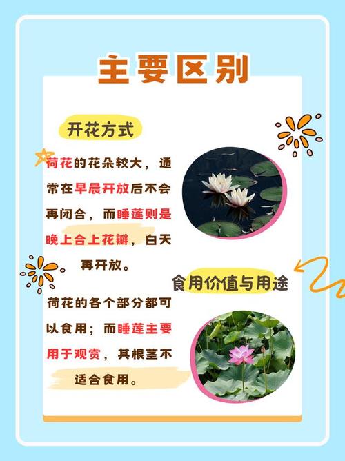 荷花开花后怎么办，荷花开了还会收起来吗-第5张图片-优品飞百科