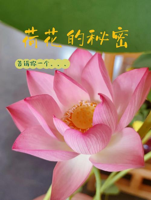 荷花开花后怎么办，荷花开了还会收起来吗-第6张图片-优品飞百科