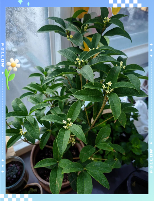 北方桂花可以种在户外吗？北方可以种桂花盆栽吗？