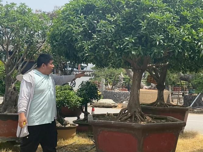 北方桂花可以种在户外吗？北方可以种桂花盆栽吗？-第2张图片-优品飞百科