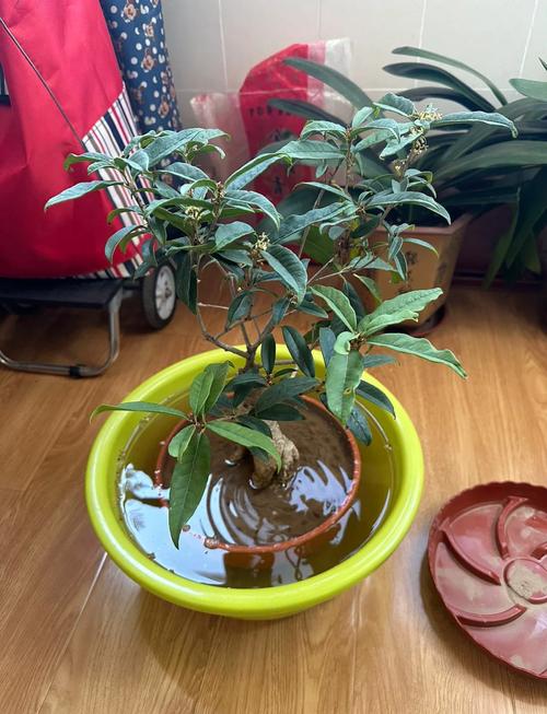 北方桂花可以种在户外吗？北方可以种桂花盆栽吗？-第3张图片-优品飞百科