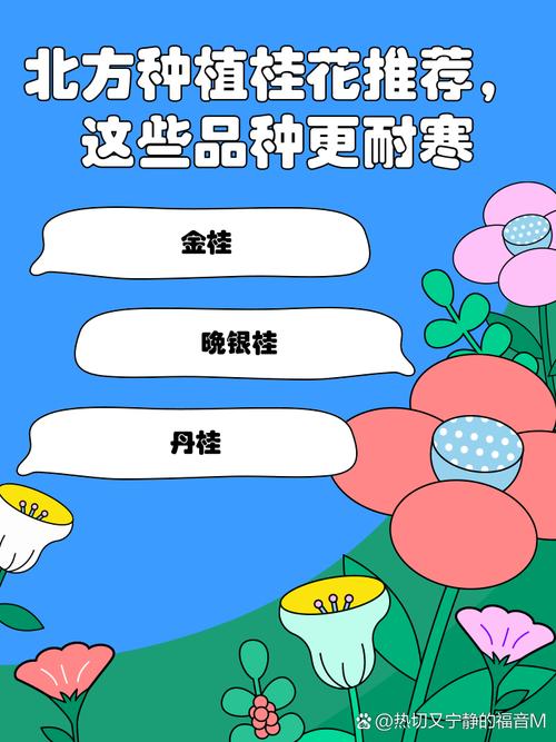 北方桂花可以种在户外吗？北方可以种桂花盆栽吗？-第4张图片-优品飞百科