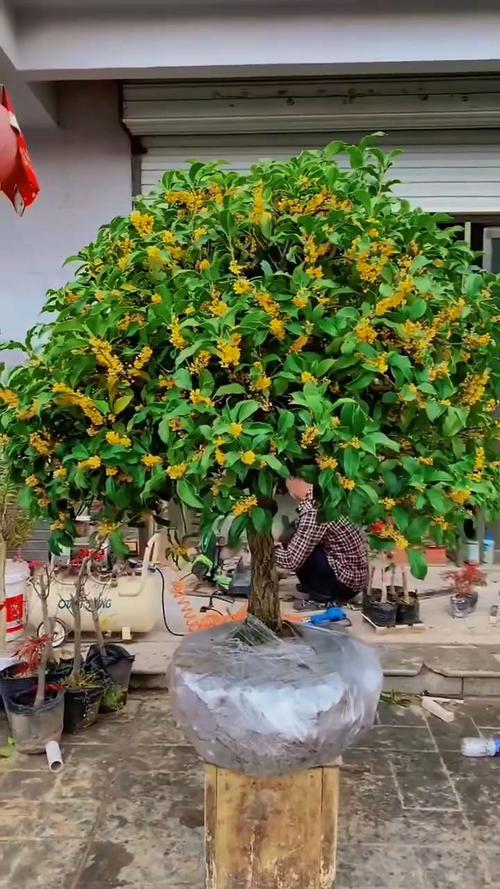 北方桂花可以种在户外吗？北方可以种桂花盆栽吗？-第5张图片-优品飞百科