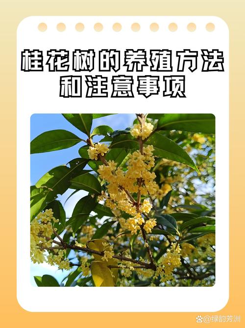 北方桂花可以种在户外吗？北方可以种桂花盆栽吗？-第8张图片-优品飞百科