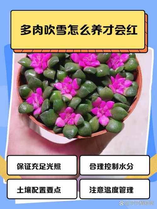 中年大叔痴迷多肉，中年大叔痴迷多肉小说