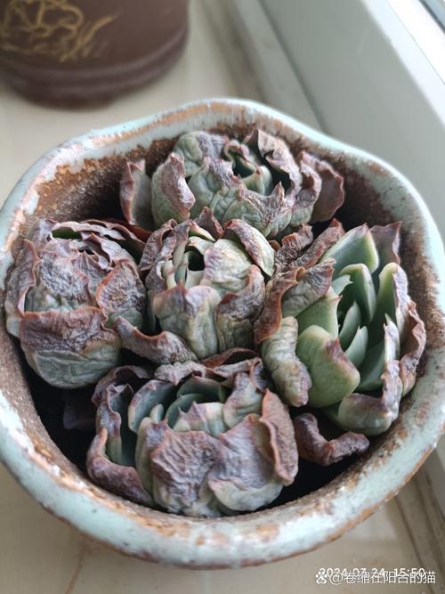 中年大叔痴迷多肉，中年大叔痴迷多肉小说-第2张图片-优品飞百科