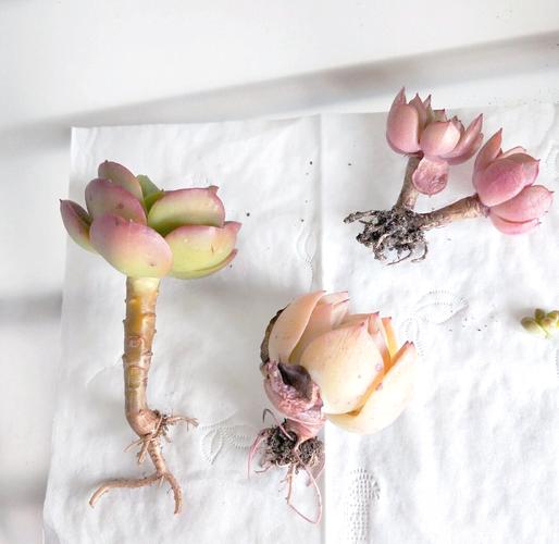 中年大叔痴迷多肉，中年大叔痴迷多肉小说-第4张图片-优品飞百科