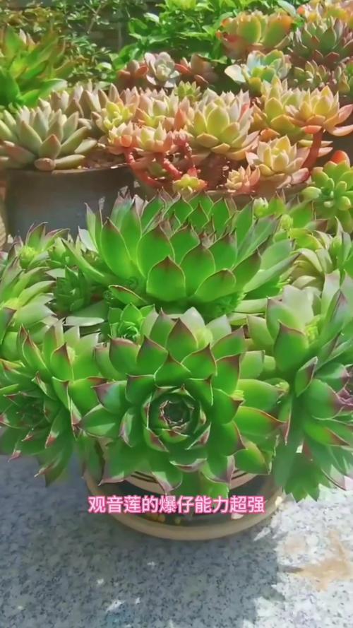 中年大叔痴迷多肉，中年大叔痴迷多肉小说-第5张图片-优品飞百科