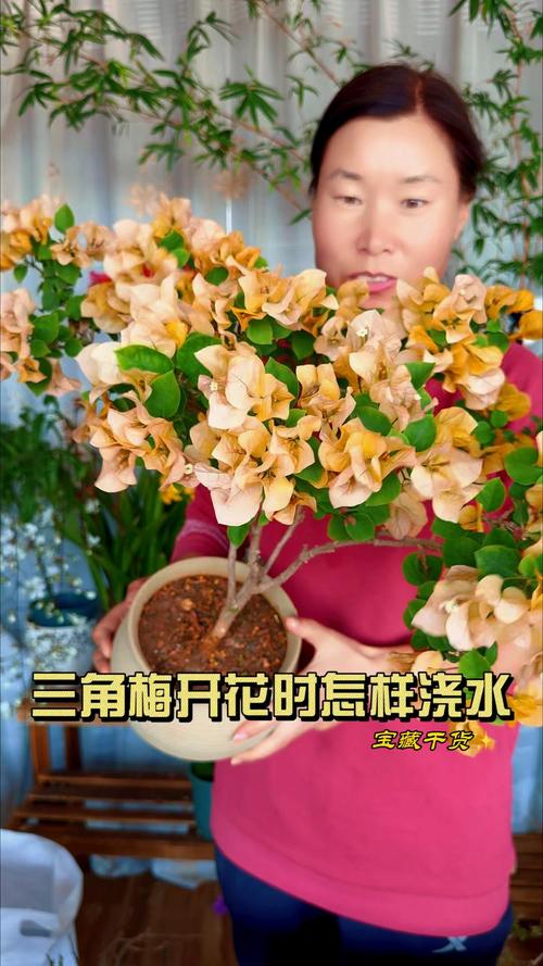 三角梅多久浇一次水，三角梅的花一碰就掉是咋了