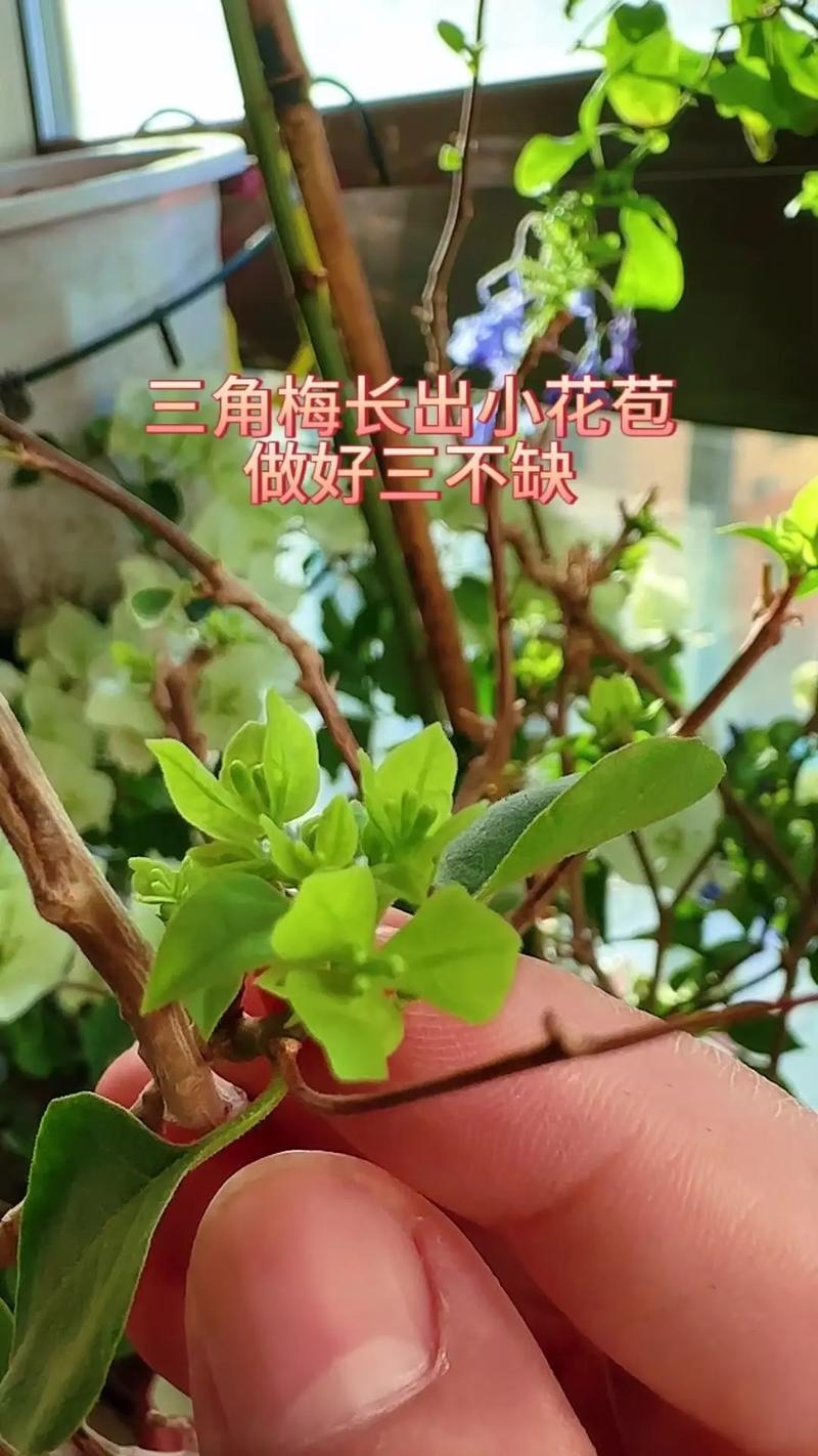 三角梅多久浇一次水，三角梅的花一碰就掉是咋了-第2张图片-优品飞百科