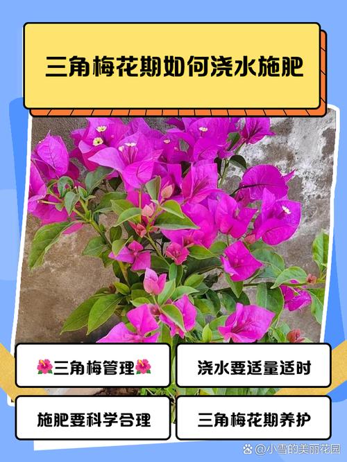 三角梅多久浇一次水，三角梅的花一碰就掉是咋了-第3张图片-优品飞百科