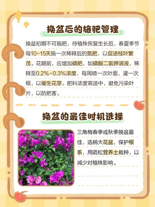 三角梅多久浇一次水，三角梅的花一碰就掉是咋了-第4张图片-优品飞百科