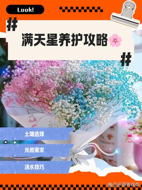 满天星可以水养吗，满天星可以水养么？-第2张图片-优品飞百科