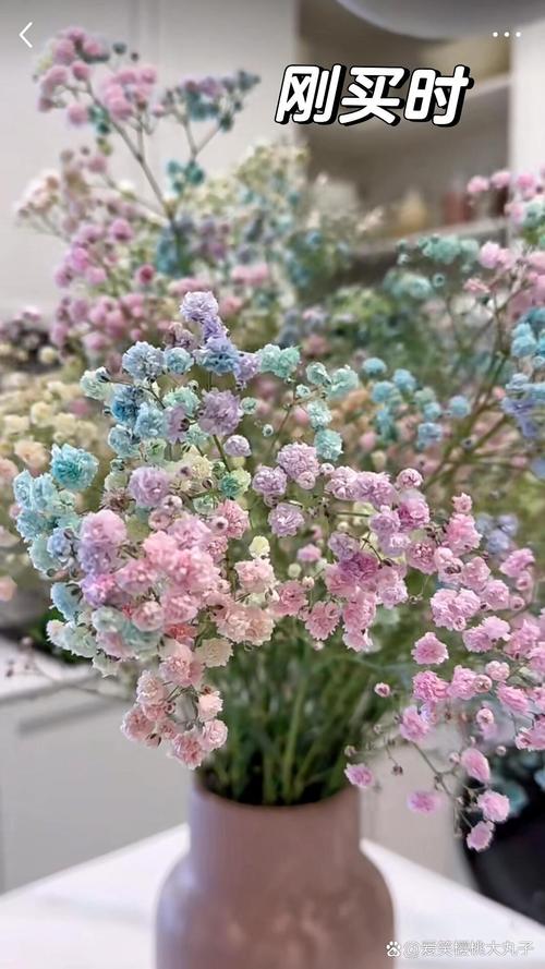 满天星可以水养吗，满天星可以水养么？-第4张图片-优品飞百科