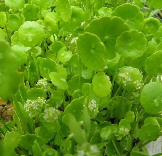 香菇草怎么养，香菇草和铜钱草区别图片-第1张图片-优品飞百科