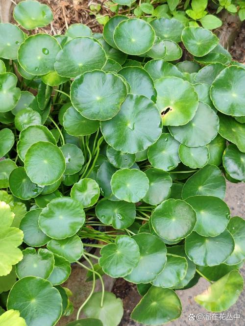 香菇草怎么养，香菇草和铜钱草区别图片-第2张图片-优品飞百科