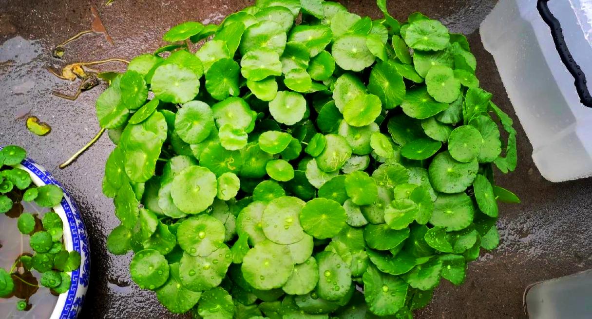 香菇草怎么养，香菇草和铜钱草区别图片-第3张图片-优品飞百科