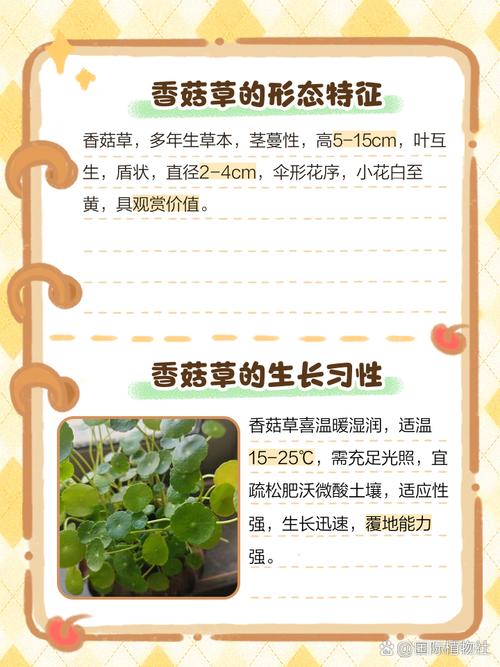 香菇草怎么养，香菇草和铜钱草区别图片-第4张图片-优品飞百科