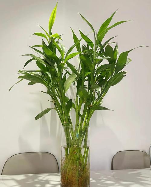 香菇草怎么养，香菇草和铜钱草区别图片-第5张图片-优品飞百科