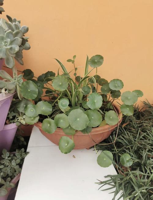 香菇草怎么养，香菇草和铜钱草区别图片-第6张图片-优品飞百科