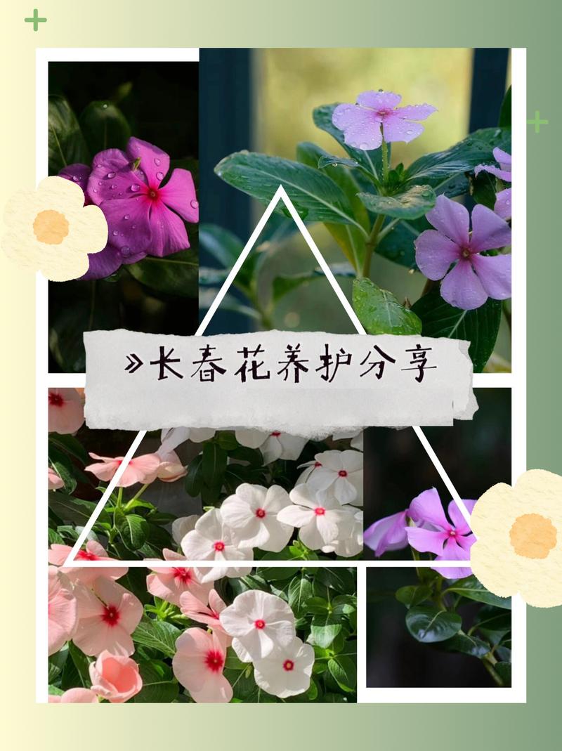 长春花怎样爆盆，长春花怎么让它矮化爆盆？-第2张图片-优品飞百科