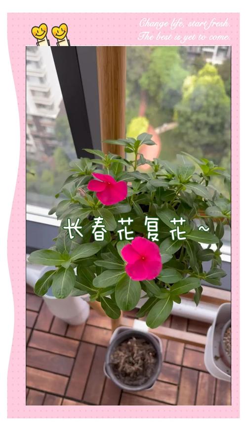 长春花怎样爆盆，长春花怎么让它矮化爆盆？