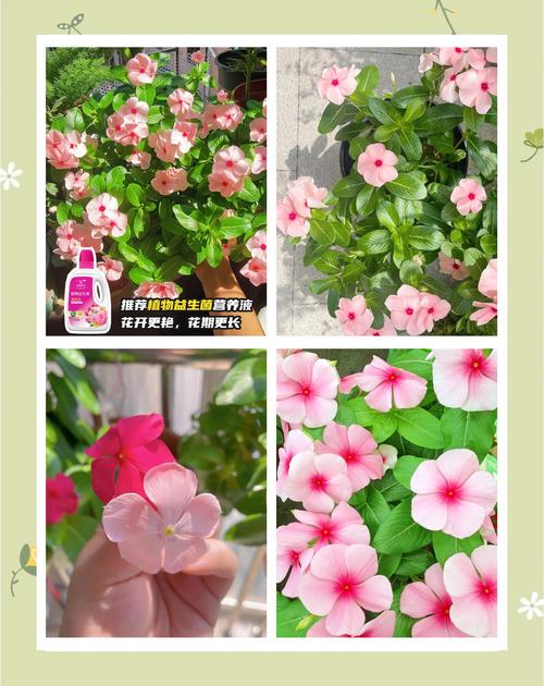 长春花怎样爆盆，长春花怎么让它矮化爆盆？-第3张图片-优品飞百科