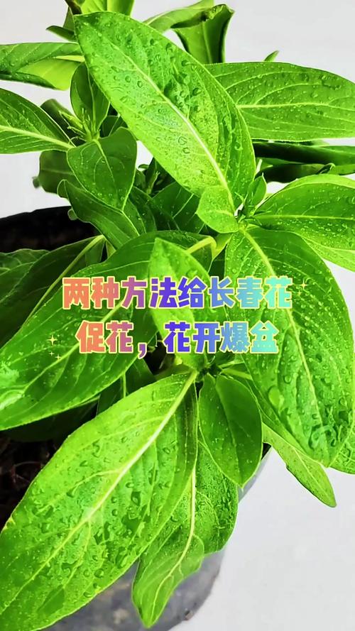 长春花怎样爆盆，长春花怎么让它矮化爆盆？-第4张图片-优品飞百科