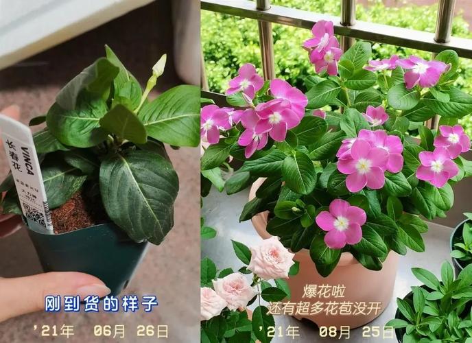 长春花怎样爆盆，长春花怎么让它矮化爆盆？-第5张图片-优品飞百科