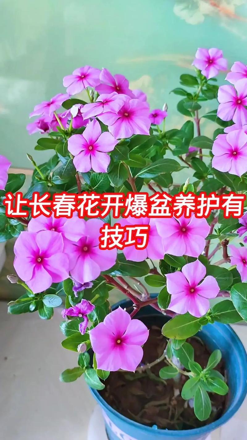 长春花怎样爆盆，长春花怎么让它矮化爆盆？-第6张图片-优品飞百科