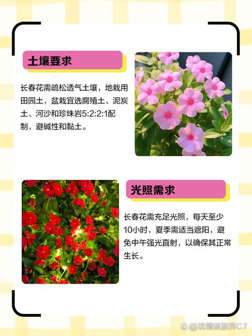 长春花怎样爆盆，长春花怎么让它矮化爆盆？-第7张图片-优品飞百科