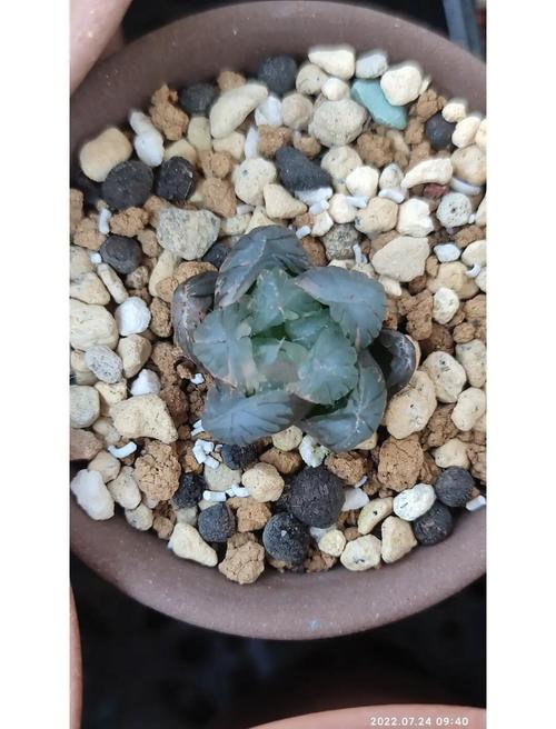 家里的多肉再不管，多肉放家里？-第2张图片-优品飞百科