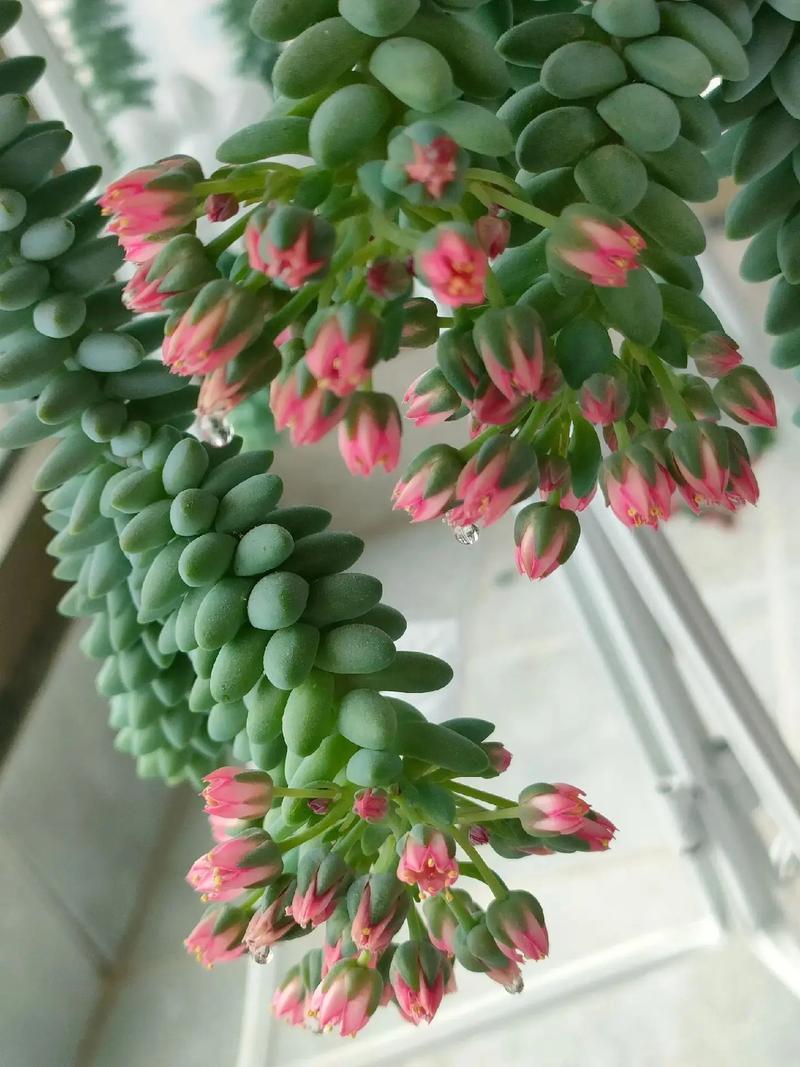 家里的多肉再不管，多肉放家里？-第3张图片-优品飞百科