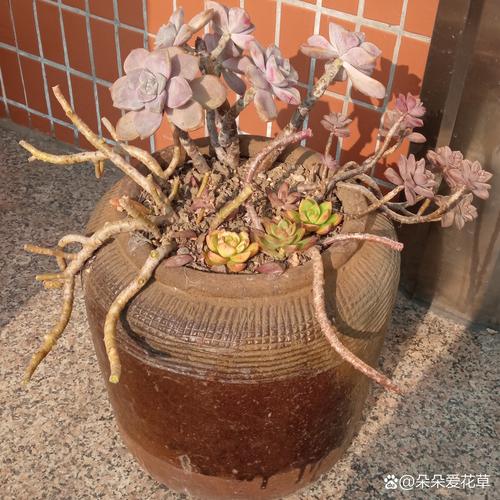 家里的多肉再不管，多肉放家里？-第4张图片-优品飞百科