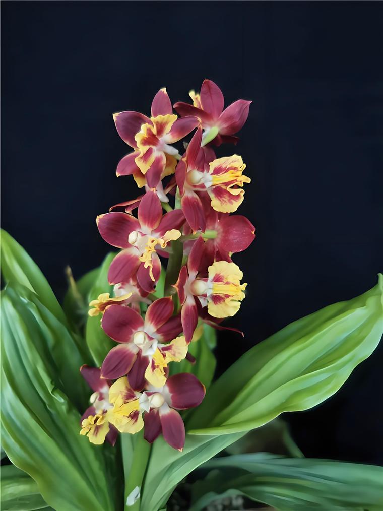 兰花适合养殖在室内吗？兰花适合养殖在室内吗视频？