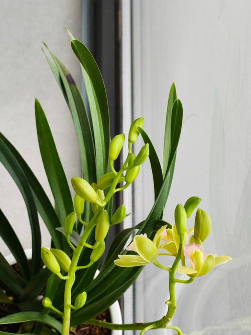 兰花适合养殖在室内吗？兰花适合养殖在室内吗视频？-第2张图片-优品飞百科