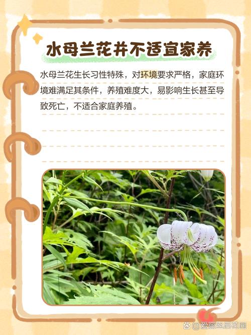 兰花适合养殖在室内吗？兰花适合养殖在室内吗视频？-第3张图片-优品飞百科