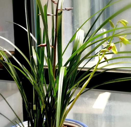 兰花适合养殖在室内吗？兰花适合养殖在室内吗视频？-第4张图片-优品飞百科