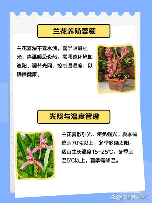 兰花适合养殖在室内吗？兰花适合养殖在室内吗视频？-第5张图片-优品飞百科