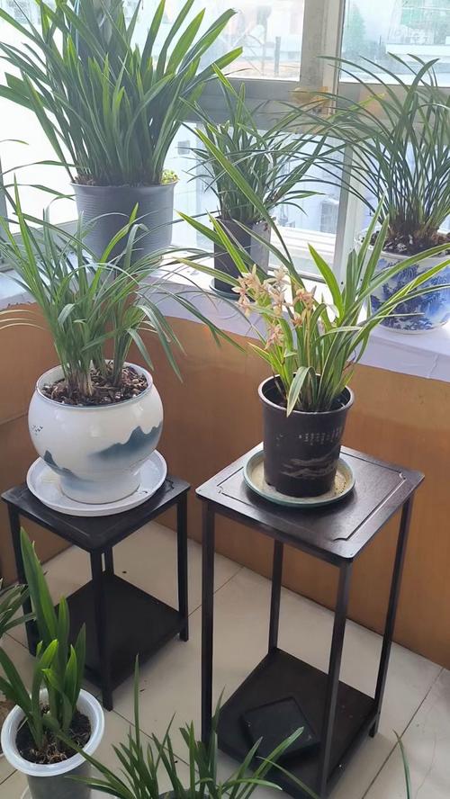 兰花适合养殖在室内吗？兰花适合养殖在室内吗视频？-第6张图片-优品飞百科