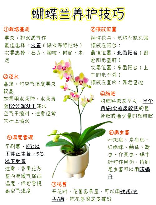 兰花适合养殖在室内吗？兰花适合养殖在室内吗视频？-第7张图片-优品飞百科