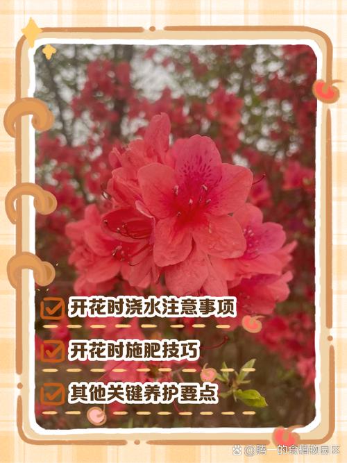 杜鹃花春季怎么养？杜鹃花春季管理？
