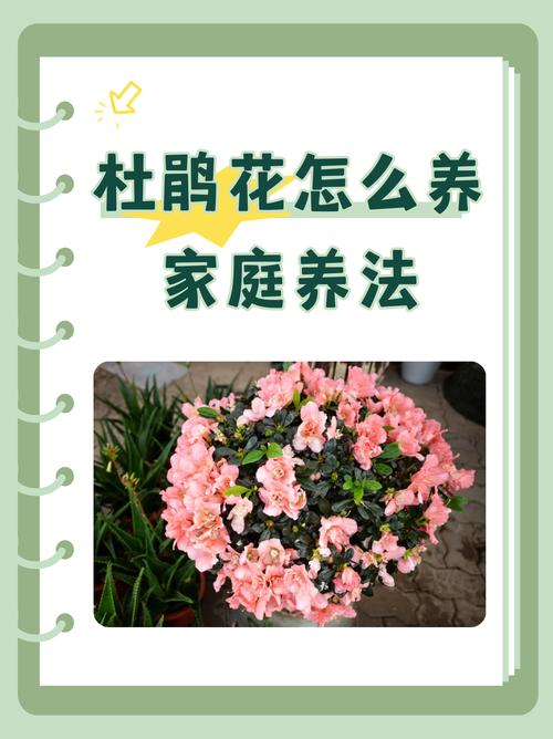 杜鹃花春季怎么养？杜鹃花春季管理？-第3张图片-优品飞百科