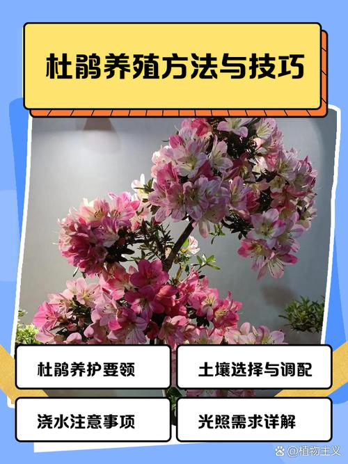 杜鹃花春季怎么养？杜鹃花春季管理？-第4张图片-优品飞百科