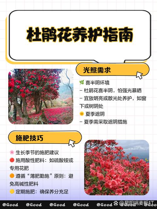杜鹃花春季怎么养？杜鹃花春季管理？-第5张图片-优品飞百科