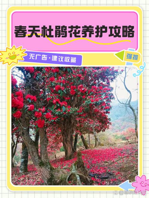 杜鹃花春季怎么养？杜鹃花春季管理？-第8张图片-优品飞百科