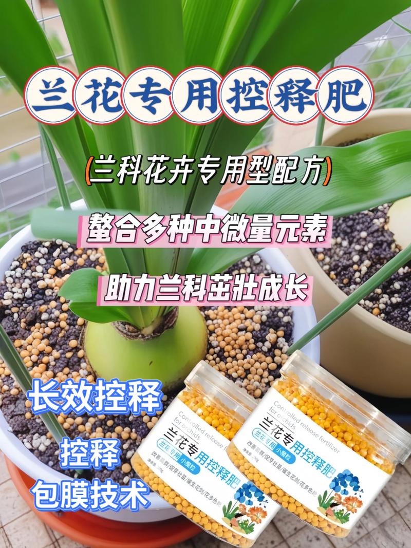 怎么能让兰花长根发芽，怎么能让兰花长根发芽不长叶子？