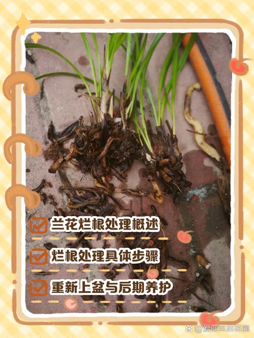 怎么能让兰花长根发芽，怎么能让兰花长根发芽不长叶子？-第2张图片-优品飞百科