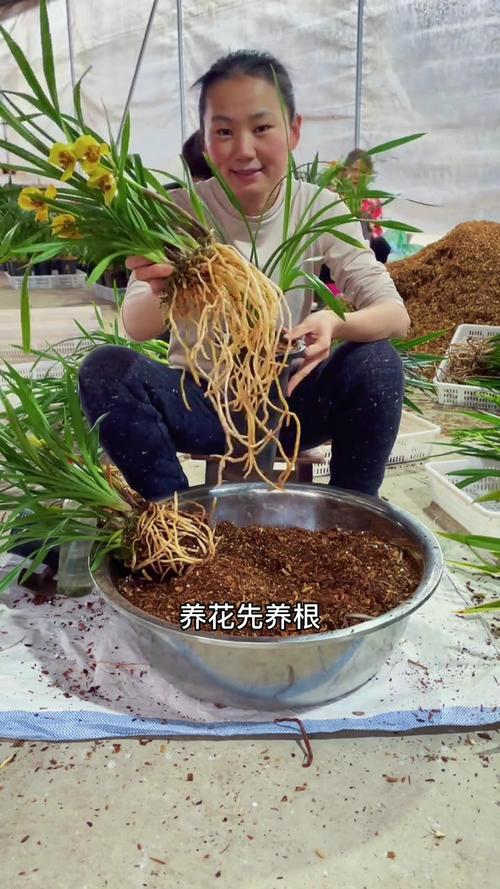 怎么能让兰花长根发芽，怎么能让兰花长根发芽不长叶子？-第3张图片-优品飞百科