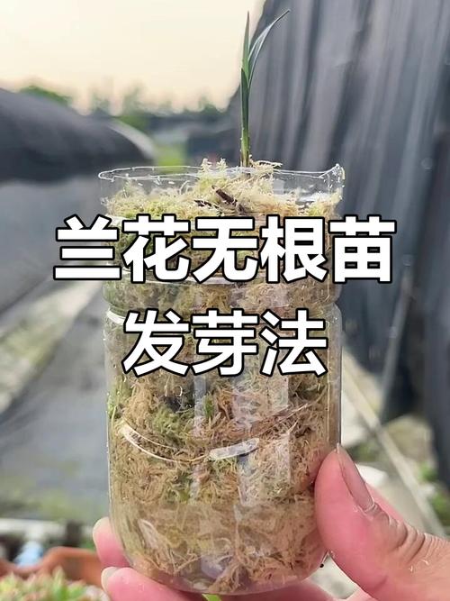 怎么能让兰花长根发芽，怎么能让兰花长根发芽不长叶子？-第4张图片-优品飞百科